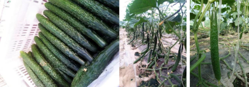 微信图片_2026-01-23_110739_167