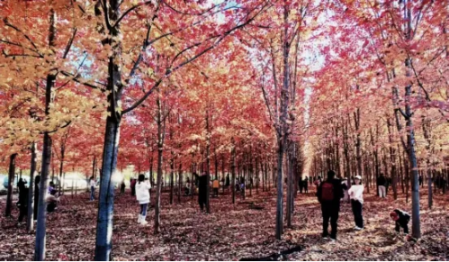 微信图片_2025-11-05_145956_215 微信图片_2025-11-05_145956_215