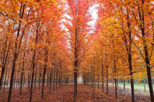 微信图片_2025-11-05_150007_575 微信图片_2025-11-05_150007_575