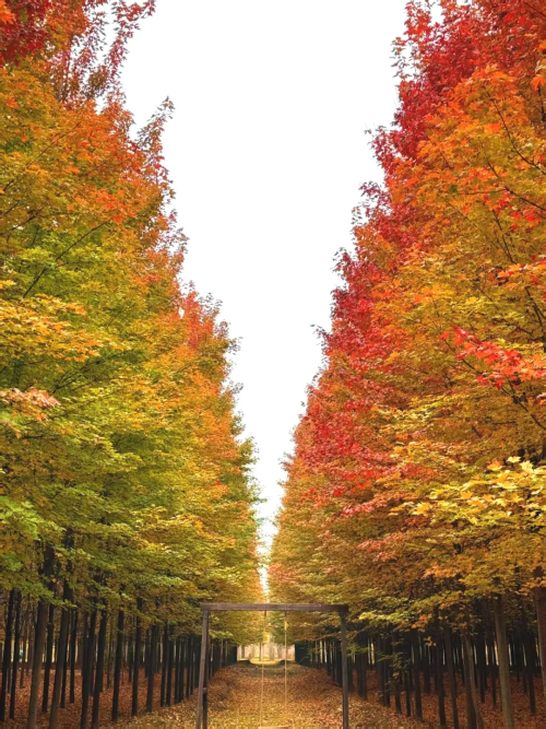 微信图片_2025-11-05_150014_791 微信图片_2025-11-05_150014_791