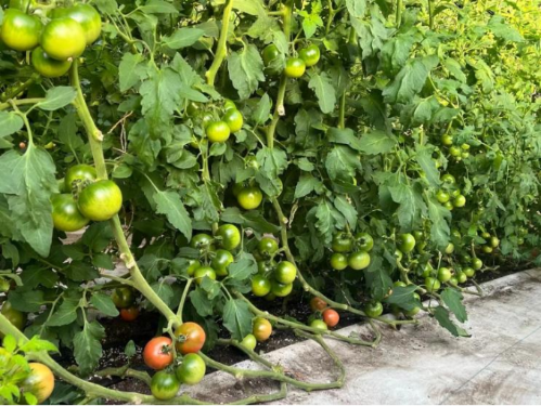 微信图片_2025-12-11_144811_128