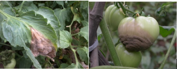 屏幕截图 2023-09-06 113417